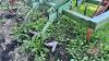 9&rsquo; 3 pt hitch tillage w/ 3 rows of shanks - 4
