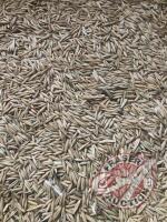 Approx 450 bus of Oat screenings (used as cattle feed). Seller CAN NOT load