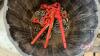 Pallet w/ asst&rsquo;d logging chain, safety chains, load binders, gate hinge for corral gate, hinge pins - 2