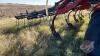 34&rsquo; Flexi-Coil 800 tillage, S/N M046109 - 11