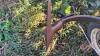 34&rsquo; CCIL 279 tillage, - 12