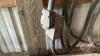 Approx 75&rsquo; HD extension cable with 220 ends - 2