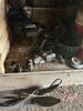 1978-80 Yamaha SRX parts