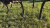 7&rsquo; 3pt Cultivator - 3