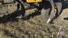 50&rsquo; Bourgault 9400 NH3 tillage s/n-36768CP-08 - 5