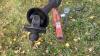 Westfield MK130-61 auger sn-94730 - 12