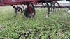 20&rsquo; CaseIH 5600 chisel plow s/n C72210 - 4