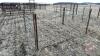 8&rsquo;x64&rdquo; Calf pen (G) - 2