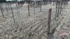 8&rsquo;x64&rdquo; Calf pen (F)