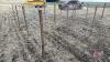 8&rsquo;x64&rdquo; Calf pen (C)