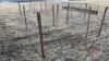 8&rsquo;x64&rdquo; Calf pen (C) - 3
