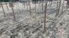 8&rsquo;x64&rdquo; Calf pen (B) - 2