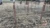 8&rsquo;x64&rdquo; Calf pen (B) - 3