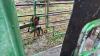 Hoof trimming chute w/ auto catch head gate - 9