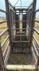 Squeeze chute with auto catch headgate - 5