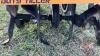 K65. 26" PoulanPro Garden tiller - 4