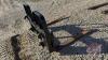 48&rdquo; HLA 5500lb ALO mount pallet forks s/n23LA67296 - 4