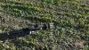 40&rsquo; Geringhoff TrueFlex Razor Air draper header s/n 29124025840A - 20