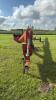 Brandt 10"x 50' pto swing hopper auger s/n11966 - 3