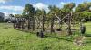 60&rsquo; hydraulic harrows with tank cradle - 11