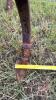 36&rsquo; CaseIH 5600 chisel plow, S/N: JAG0002610 - 17