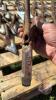 3/4&rdquo; carbide tip knock-on NH3 knife (Pallet D) - 4