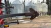 56&rsquo; CaseIH Tiger-mate 255 Tiger Paw crumbler field cultivator s/n YLD089531 - 10