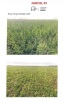 LAND INFORMATION - 15