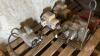 Pallet of 5 Electric motors - 5