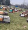 Single Brood Colony (HIVE #541 - 552)