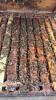 Single Brood Colony (HIVE #493 - 504) - 4