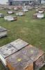 Single Brood Colony (HIVE #25 - 48) - 2