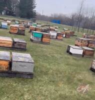 Single Brood Colony (HIVE #337 - 360)