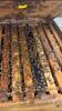 Single Brood Colony (HIVE #73 - 96) - 6