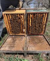 Single Brood Colony ( Hive #289 - 300 )