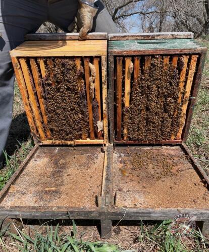 Single Brood Colony ( Hive #65 - 80 )