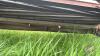 14&rsquo; Hesston 1160 Hydro Swing haybine, S/N 160H-41688 - 11