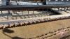 A113 36' HoneyBee Grain Belt Header - 16