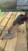 A111 3 1/2" Dutch Carbide Tips Seed Boot - 2