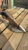A111 3 1/2" Dutch Carbide Tips Seed Boot - 3