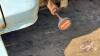 A141 1979 Ford Grain Truck, VIN#F60CCEH3792, TOD, **Key** - 20