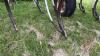 40&rsquo; Bourgault 8810 air seeder with Bourgault 2155 air cart - 8