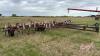 34&rsquo; Wil-Rich field cultivator - 2