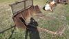 6&rsquo; Shop built bucket with manure tines and fold up bale forks - 2