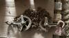 Westward bearing kits, axle and hub and chain hoist - 8