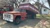 1977 Ford F-600 s/a grain truck w/14ft B+H, 77086 showing, VIN #F610VX81927, Owner: Dennis M Slobodzian, Seller: Fraser Auction__________ - 2