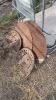 Antique tractor seats and saw blades - 8