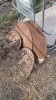 Antique tractor seats and saw blades - 5