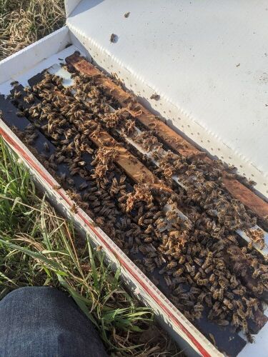 Mark Friesen Friesen Prairie Honey mfriesen.bees@gmail.com Brandon, MB.