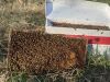 Mark Friesen Friesen Prairie Honey mfriesen.bees@gmail.com Brandon, MB. - 2